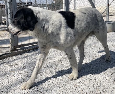 Kniffel, geb. ca. 03/2021, lebt in GRIECHENLAND, im städt. Tierheim Serres