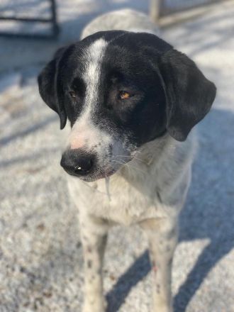 Kniffel, geb. ca. 03/2021, lebt in GRIECHENLAND, im städt. Tierheim Serres