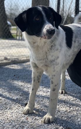 Kniffel, geb. ca. 03/2021, lebt in GRIECHENLAND, im städt. Tierheim Serres