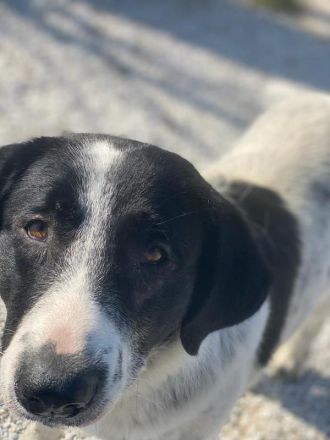 Kniffel, geb. ca. 03/2021, lebt in GRIECHENLAND, im städt. Tierheim Serres