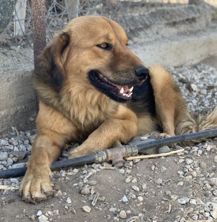 Kerchak, geb. ca. 07/2021, lebt in GRIECHENLAND, im städt. Tierheim Serres
