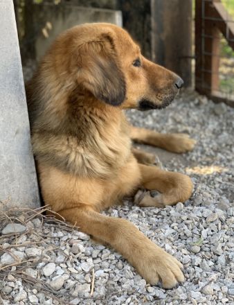 Kerchak, geb. ca. 07/2021, lebt in GRIECHENLAND, im städt. Tierheim Serres