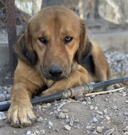 Kerchak, geb. ca. 07/2021, lebt in GRIECHENLAND, im städt. Tierheim Serres