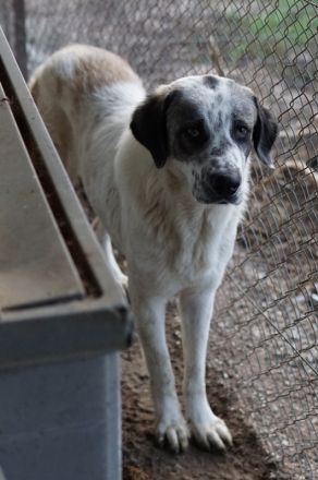 Joni, geb. ca. 11/2021, lebt in GRIECHENLAND, im städt. Tierheim Serres