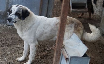 Joni, geb. ca. 11/2021, lebt in GRIECHENLAND, im städt. Tierheim Serres