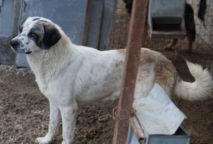 Joni, geb. ca. 11/2021, lebt in GRIECHENLAND, im städt. Tierheim Serres