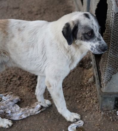 Joni, geb. ca. 11/2021, lebt in GRIECHENLAND, im städt. Tierheim Serres