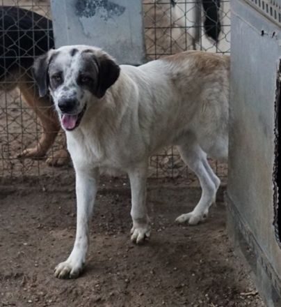 Joni, geb. ca. 11/2021, lebt in GRIECHENLAND, im städt. Tierheim Serres
