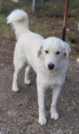 Idallo, geb. ca. 12/2020, lebt in GRIECHENLAND, im städt. Tierheim Serres