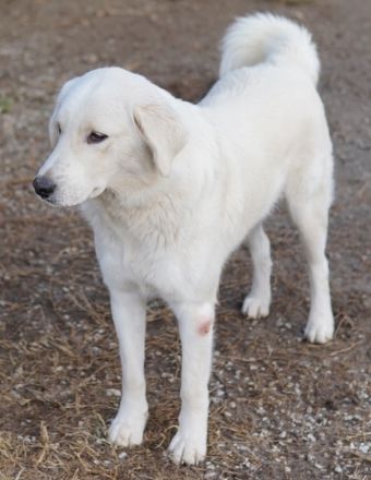 Idallo, geb. ca. 12/2020, lebt in GRIECHENLAND, im städt. Tierheim Serres