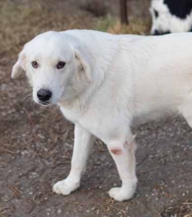 Idallo, geb. ca. 12/2020, lebt in GRIECHENLAND, im städt. Tierheim Serres