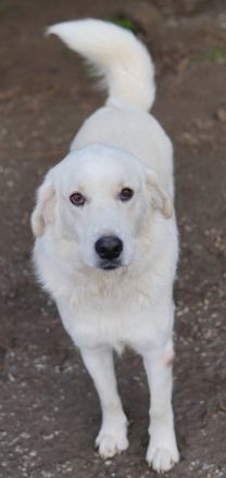 Idallo, geb. ca. 12/2020, lebt in GRIECHENLAND, im städt. Tierheim Serres