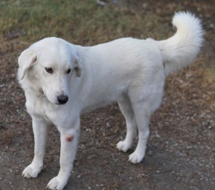 Idallo, geb. ca. 12/2020, lebt in GRIECHENLAND, im städt. Tierheim Serres