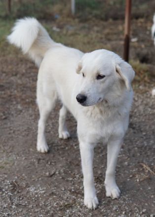 Idallo, geb. ca. 12/2020, lebt in GRIECHENLAND, im städt. Tierheim Serres