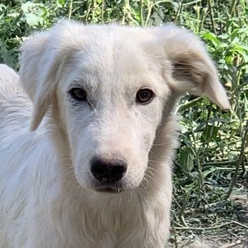 Hoss, geb. ca. 04/2022, lebt in GRIECHENLAND, im städt. Tierheim Serres