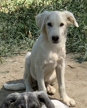 Hoss, geb. ca. 04/2022, lebt in GRIECHENLAND, im städt. Tierheim Serres