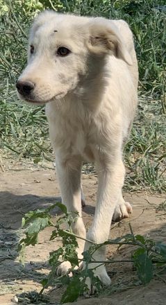 Hoss, geb. ca. 04/2022, lebt in GRIECHENLAND, im städt. Tierheim Serres