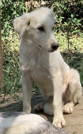 Hoss, geb. ca. 04/2022, lebt in GRIECHENLAND, im städt. Tierheim Serres