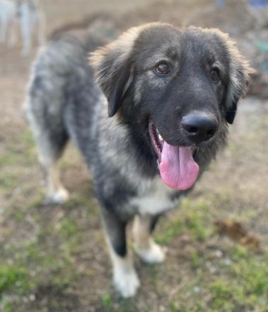 Henry, geb. ca. 11/2021, lebt in GRIECHENLAND, im städt. Tierheim Serres