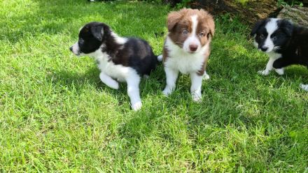 Border Collie Welpen