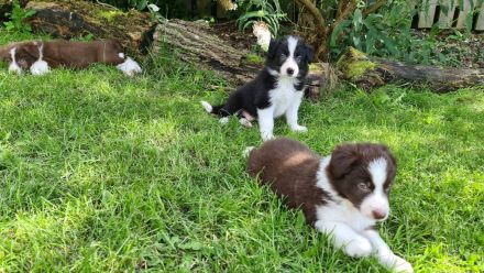 Border Collie Welpen