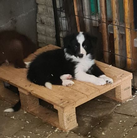 Border Collie Welpen