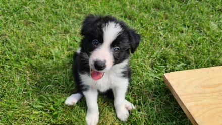 Border Collie Welpen