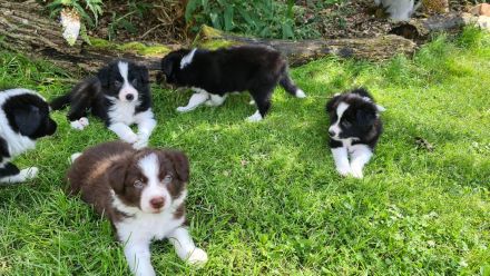 Border Collie Welpen