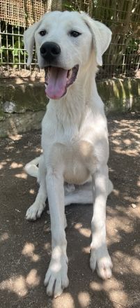 Hasko, geb. ca. 12/2021, lebt in GRIECHENLAND, auf einer privaten Pflegestelle