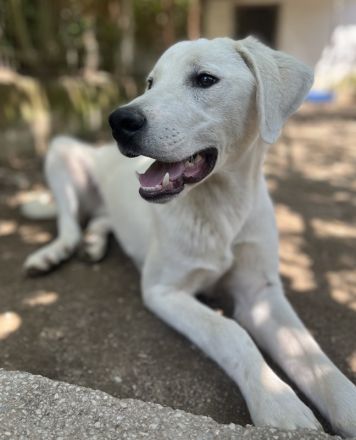 Hasko, geb. ca. 12/2021, lebt in GRIECHENLAND, auf einer privaten Pflegestelle