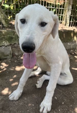 Hasko, geb. ca. 12/2021, lebt in GRIECHENLAND, auf einer privaten Pflegestelle