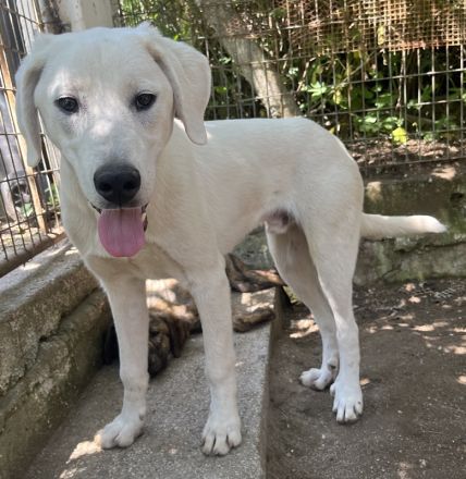 Hasko, geb. ca. 12/2021, lebt in GRIECHENLAND, auf einer privaten Pflegestelle