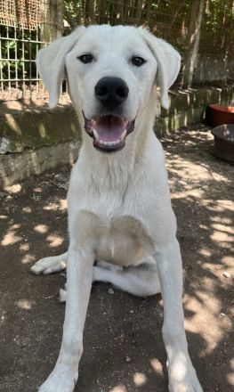 Hasko, geb. ca. 12/2021, lebt in GRIECHENLAND, auf einer privaten Pflegestelle