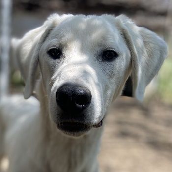 Hasko, geb. ca. 12/2021, lebt in GRIECHENLAND, auf einer privaten Pflegestelle