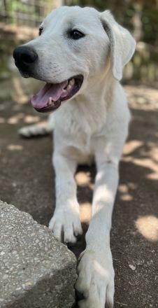 Hasko, geb. ca. 12/2021, lebt in GRIECHENLAND, auf einer privaten Pflegestelle