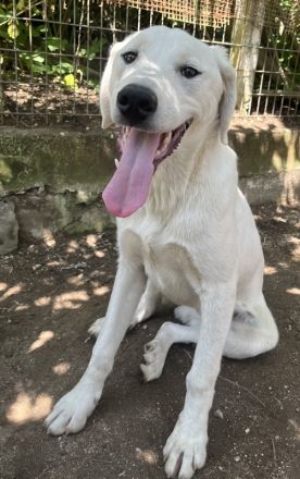 Hasko, geb. ca. 12/2021, lebt in GRIECHENLAND, auf einer privaten Pflegestelle