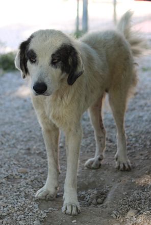 Günter, geb. ca. 09/2018, lebt in GRIECHENLAND, im städt. Tierheim Serres