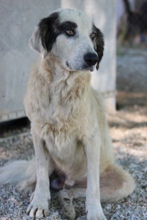 Günter, geb. ca. 09/2018, lebt in GRIECHENLAND, im städt. Tierheim Serres