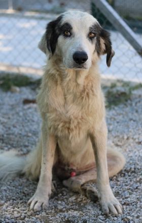 Günter, geb. ca. 09/2018, lebt in GRIECHENLAND, im städt. Tierheim Serres