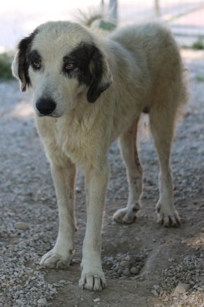 Günter, geb. ca. 09/2018, lebt in GRIECHENLAND, im städt. Tierheim Serres