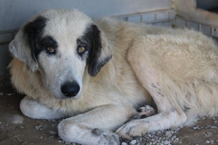 Günter, geb. ca. 09/2018, lebt in GRIECHENLAND, im städt. Tierheim Serres