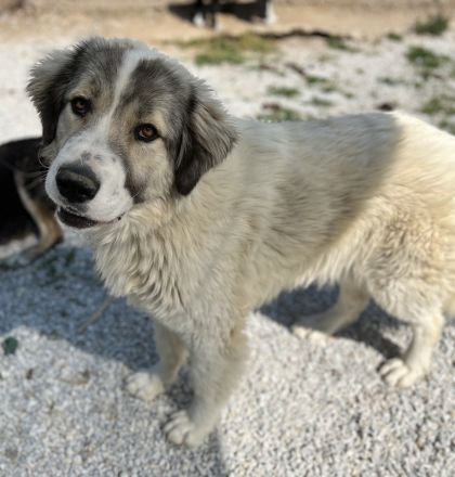 Gomez, geb. ca. 03/2021, lebt in GRIECHENLAND, im städt. Tierheim Serres
