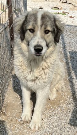 Gomez, geb. ca. 03/2021, lebt in GRIECHENLAND, im städt. Tierheim Serres