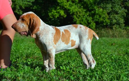 Braccoitaliano Welpen di Witigenove