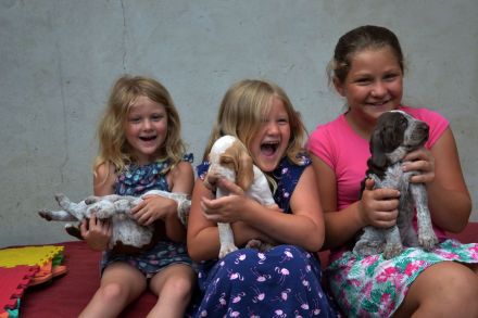 Braccoitaliano Welpen di Witigenove