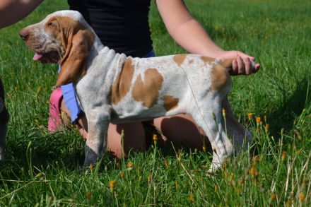Braccoitaliano Welpen di Witigenove
