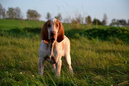 Braccoitaliano Welpen di Witigenove