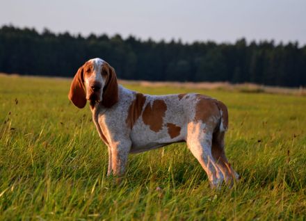 Braccoitaliano Welpen di Witigenove