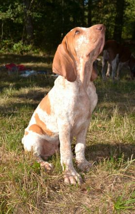 Braccoitaliano Welpen di Witigenove