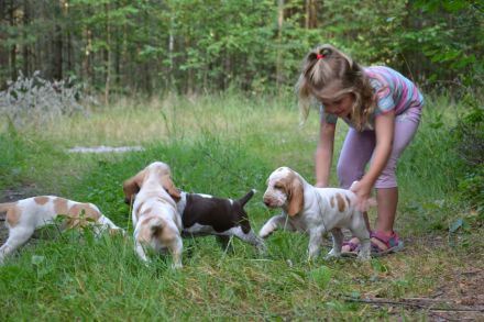 Braccoitaliano Welpen di Witigenove